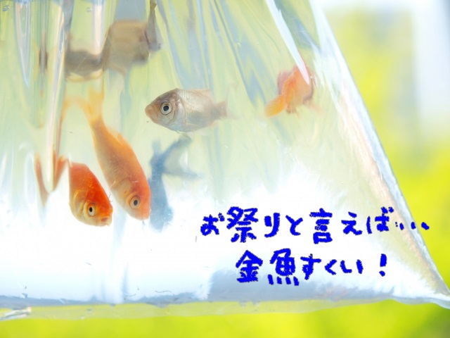 金魚すくいの金魚は病気がち 長生きさせるコツは 子育て小町